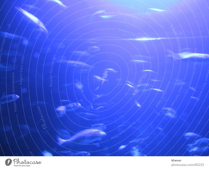 Fische_kn1 Fischschwarm Aquarium blau Schwarm Bewegung