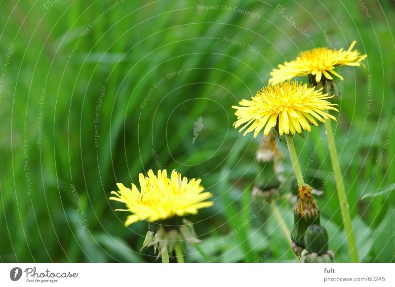 löwenzahn Löwenzahn Gras Wiese gelb Blüte frisch Frühling Natur