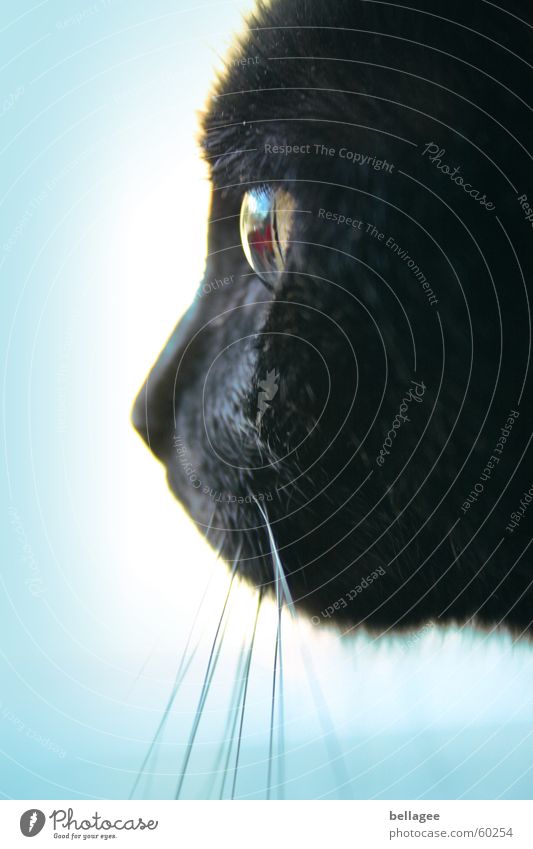 blick ins leere Katze schwarz weiß Miau Tier Barthaare Schnurren Blick fixieren hypnotisieren Seite Fell Oberlippenbart Aussicht tierisch Glasauge erleuchten