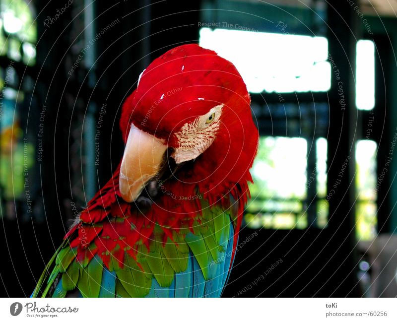 RGB China Papageienvogel Ara rot grün Schnabel Tempel Vogel Reinigen Asien cina Hangzhou west lake region pappagallo parrot red rosso verde blau blue becco