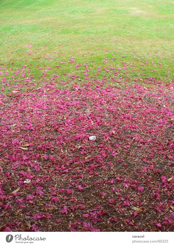 Bluetenzauber Blume Blüte rosa grün flower blossom blumig grass Rasen