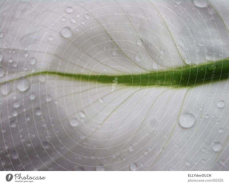 Drops on White Blüte weiß grün Gefäße weich Zimmerpflanze rein Makroaufnahme Nahaufnahme Wassertropfen Regen