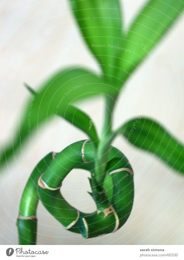 Glücksbambus Pflanze Bambusrohr