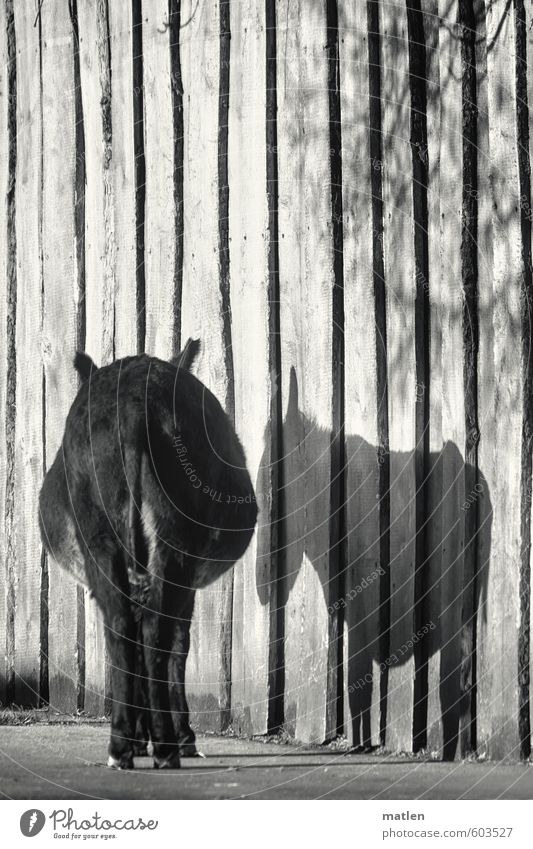 pars pro toto Mauer Wand Tier Haustier 1 stehen warten schwarz weiß Esel Gesäß Schatten Traurigkeit Trauer Einsamkeit Schwarzweißfoto Außenaufnahme Menschenleer