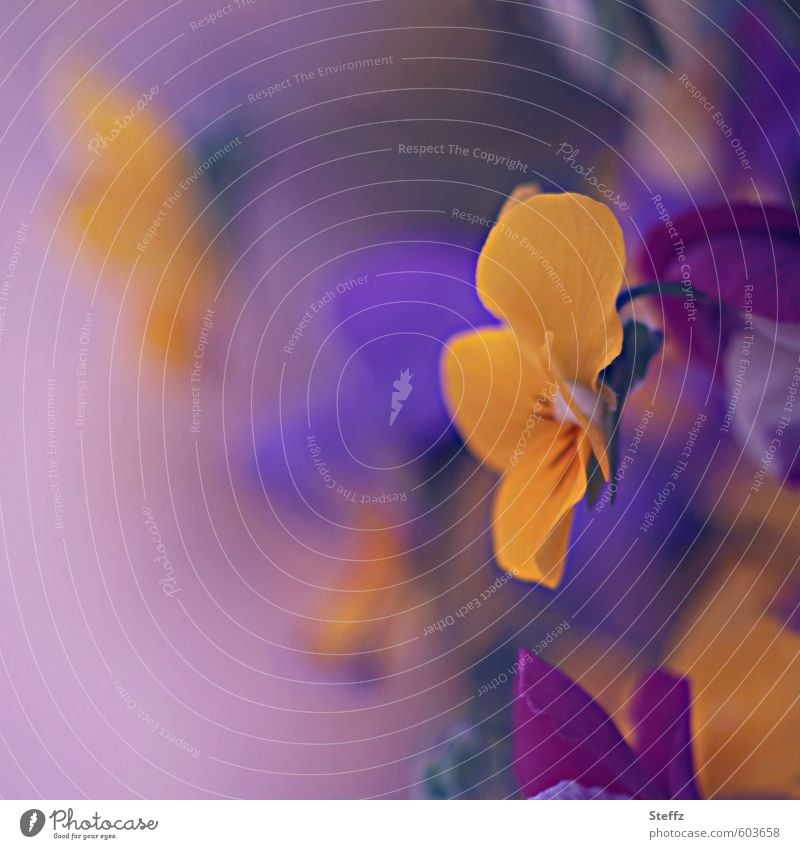 viola in lila Stiefmütterchen Frühlingsblume heimisch Gartenblumen romantisch einfach blühende Frühlingsblume gewöhnlich unauffällig Stauden Blume