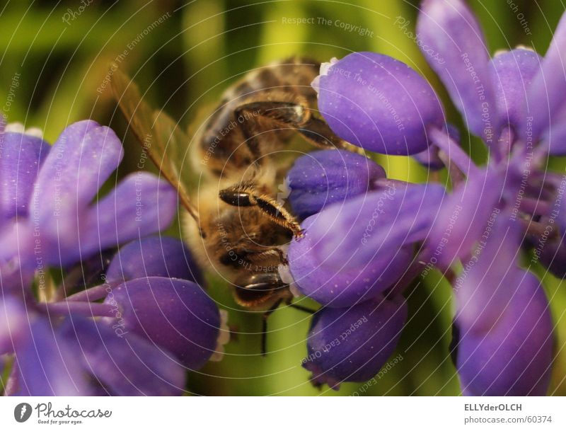 Bee(r)Bar Nahaufnahme Makroaufnahme Sommer Cocktailbar Tier Biene Fressen violett fleißig Honig Arbeiter Traubenhyazinthe gestreift