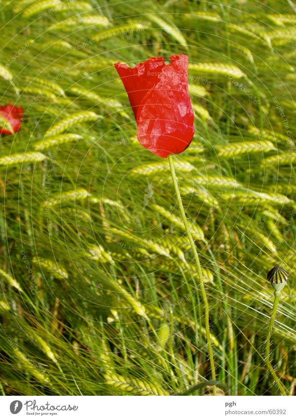 Mohnblume im Weizenfeld Blume grün rot Wiese zart Wind