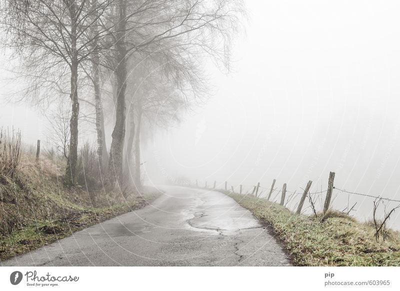 Weg weg Natur Landschaft Herbst Winter schlechtes Wetter Nebel Baum Birke Straße Wege & Pfade Landstraße grau trüb feucht Asphalt Kurve nass Traurigkeit
