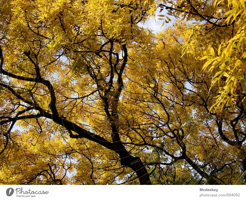 golden crown Umwelt Natur Landschaft Pflanze Himmel Wolken Herbst Schönes Wetter Baum Blatt Wildpflanze Park fallen schaukeln stehen leuchten gigantisch schön