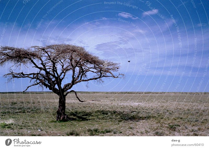 baum mit vogel Baum Savanne Steppe Horizont Ferne flach Namibia Afrika Wolken Vogel Wüste Niveau Himmel
