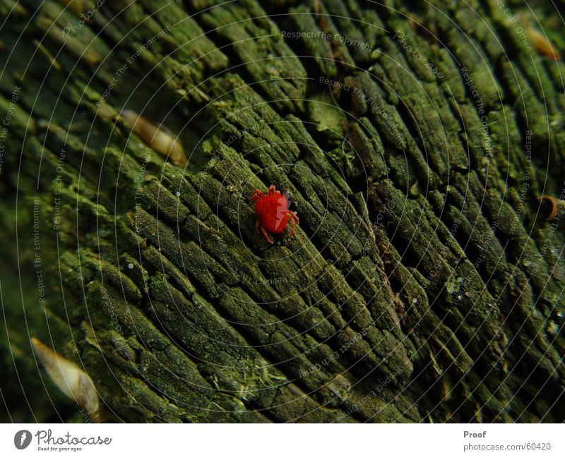 The Milbe Spinne Baum Baumrinde Tier rot grün Insekt Natur Kontrast Farbe