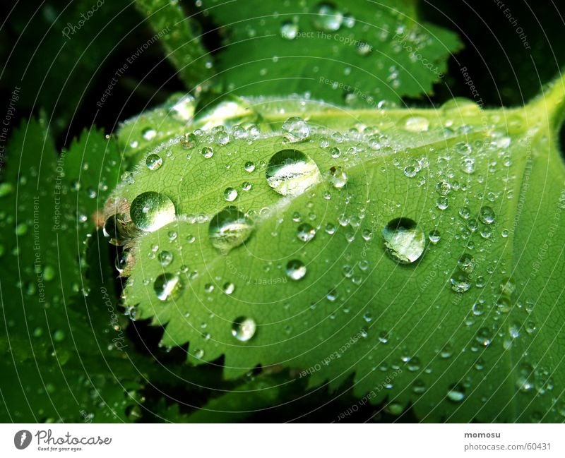 ins Grün getropft Blatt Frühling Sommer Wassertropfen Regen Seil Garten