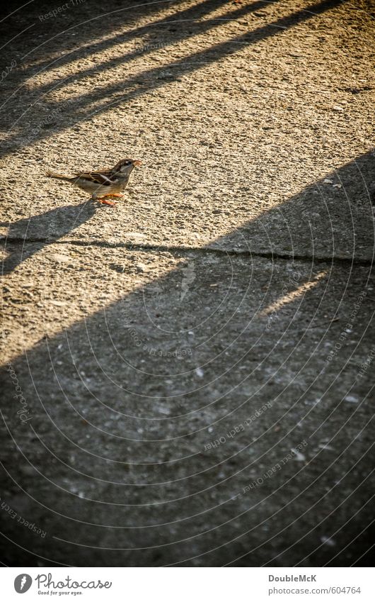 Ein Spatz an der Sonne Tier Vogel 1 Stein Beton beobachten stehen warten braun grau Lebensfreude Einsamkeit Hoffnung Zufriedenheit geduldig Gedeckte Farben
