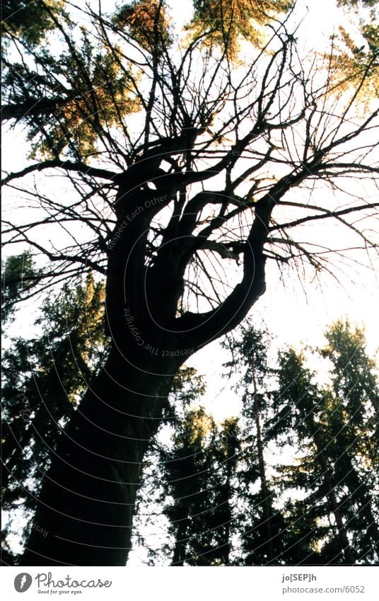 Das Dunkle im Wald Baum Holz Blatt Himmel