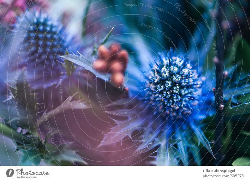 Blau Natur Pflanze Blume Blatt Grünpflanze Blumenstrauß natürlich trocken blau exotisch Distel Distelrosette Distelblüte stachelig Farbe schön pflanzlich