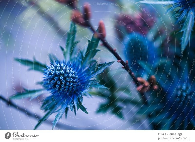 blau Natur Pflanze Blume Dekoration & Verzierung Blumenstrauß natürlich wild Trockenblume Distel Distelblatt Zweig Blütenknospen Unschärfe violett Farbfoto