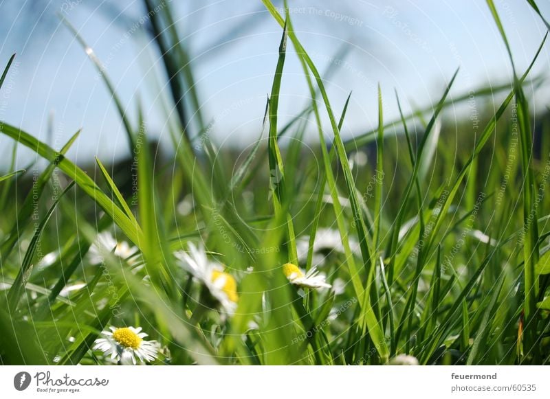 Bevor der große Mäher kam... Wiese Gänseblümchen Gras grün Blumenwiese Halm Sommer Frühling Feld Sonne springen Natur Idylle Pollen Schönes Wetter grassland sun