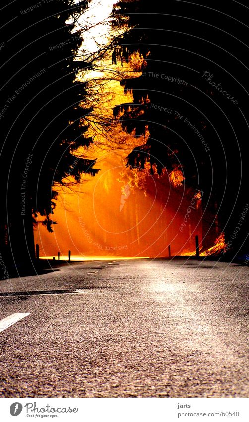 Weg ins Licht Sonnenstrahlen Wald Sonnenuntergang schön Verkehrswege Himmelskörper & Weltall Wege & Pfade Straße jarts