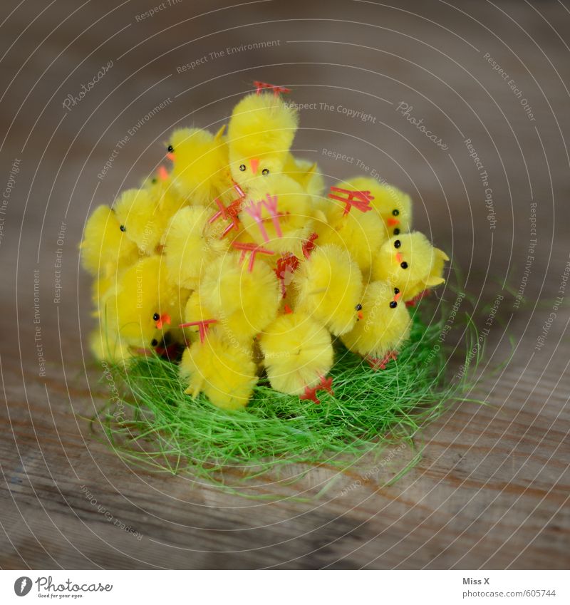 Kuschelgruppe | Vogelperspektive Dekoration & Verzierung Ostern Kindergruppe Frühling Tier Tiergruppe Tierjunges Tierfamilie liegen kuschlig klein niedlich
