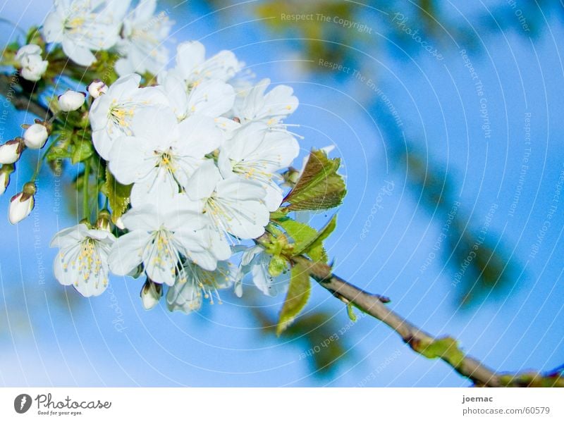 Frühling Blüte Kirschblüten Kirsche weiß Ast Kirschbaum Himmel blau Blütenknospen