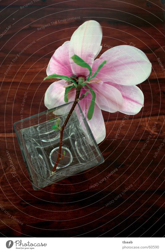 Magnolie Magnoliengewächse Blume Blüte Frühling Sommer Frühlingsgefühle weiß rosa grün Vase Holztisch dunkelbraun Duft Dekoration & Verzierung Wasser Blühend