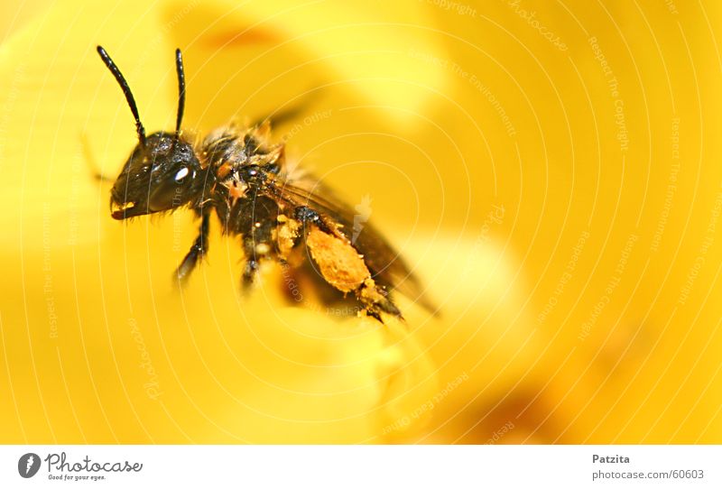 Nass aber voll beladen :=) Biene Insekt Tier Honig Imker Wiese Blume gelb schwarz Biene Maja Gras bienchen Käfer