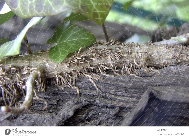 worms Baum Blatt Wurzel hangeln