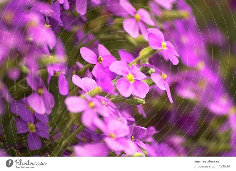 gemeinsam Blüte Blume violett Makroaufnahme Detailaufnahme