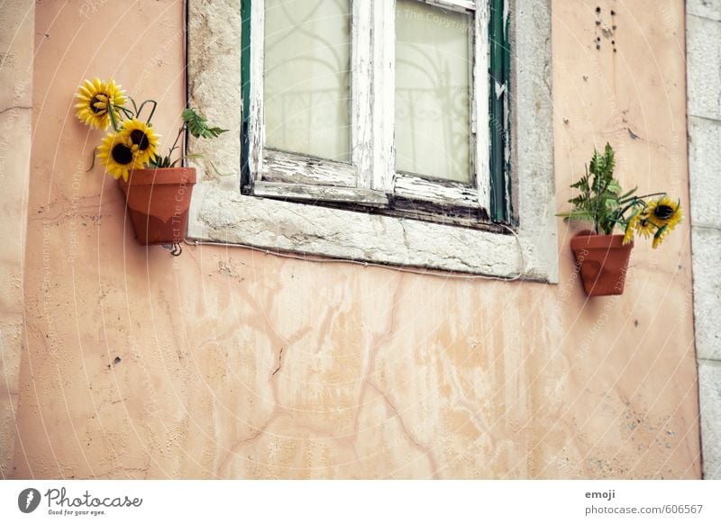 Fenster Pflanze Blume Dorf Haus Mauer Wand Fassade alt gelb Sonnenblume Farbfoto mehrfarbig Außenaufnahme Detailaufnahme Menschenleer Tag