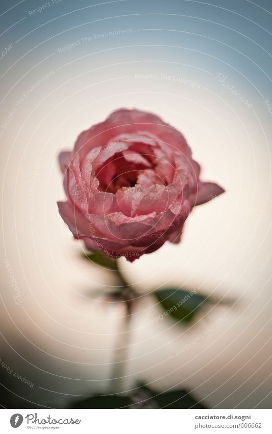 Heute nochmal Natur Schönes Wetter Pflanze Rose Erfolg Erotik Freundlichkeit natürlich schön blau rosa weiß Lebensfreude Optimismus Willensstärke Sympathie