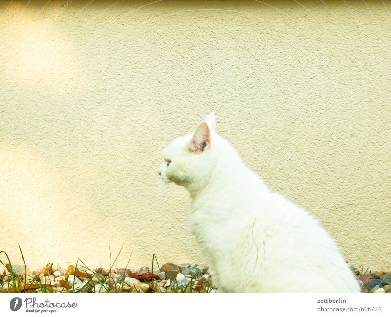 Katze Fell Hauskatze wallroth weiß weißhaarig sitzen warten Wachsamkeit Tier Pelztier beobachten Jagd Haustier Maus Mausefalle Wand Profil Tierporträt Rücken