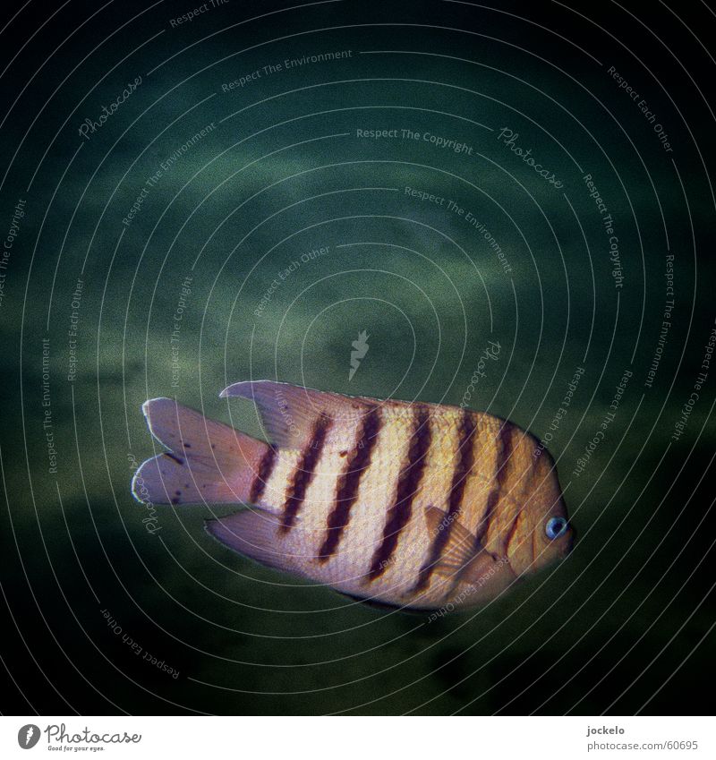 Fish Oz Australien Schnorcheln tauchen Findet Nemo Streifen dunkel See Meer Unterwasseraufnahme Fisch Color Deep jomam