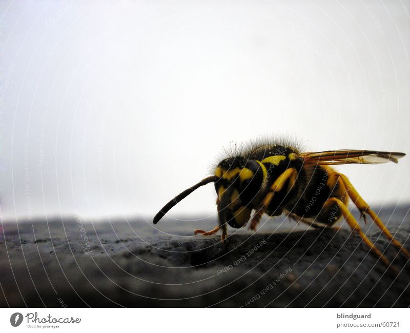 The Yellow-Black-Attack Wespen Biene gelb schwarz Fühler Insekt Makroaufnahme Nahaufnahme wasp bee sting fliegen insect Stachel