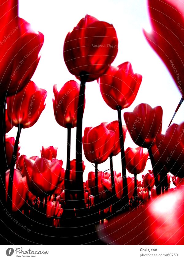 Titellos Leben Erholung ruhig Duft Kunst Gemälde Natur Himmel Wolken Wärme Blume Tulpe Feld hoch rosa rot gegen Tulpenfeld Niederrhein erleuchten Halm Agra