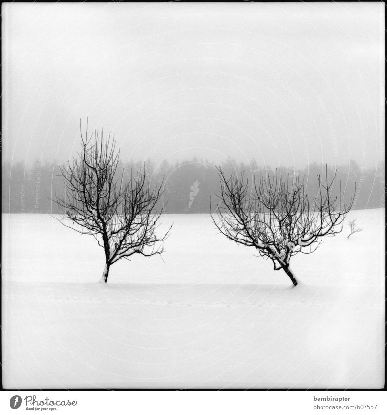 Verspätung Winter Schnee Umwelt Natur Landschaft Pflanze Wetter Baum kalt weiß Schneelandschaft Kontrast analog Schwarzweißfoto Außenaufnahme Menschenleer