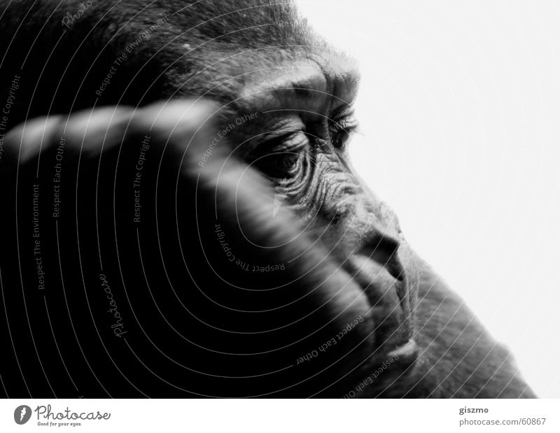 Alltag Zoo Affen Gorilla Langeweile