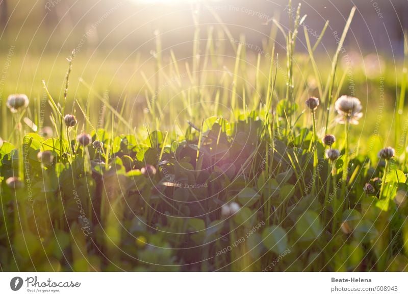!Trash! 2017 | und noch einmal Umwelt Natur Pflanze Sonnenlicht Gras Grünpflanze Wiese entdecken Erholung genießen ästhetisch grün Gefühle Glück Lebensfreude