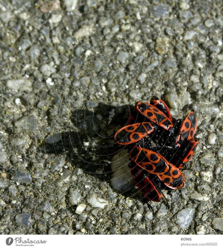 zusammenrottung Zusammensein zusammenrotten Anhäufung Pogo Haufen eng Kuscheln Insekt Schiffsbug Käfer mehrere feurkäfer insects group
