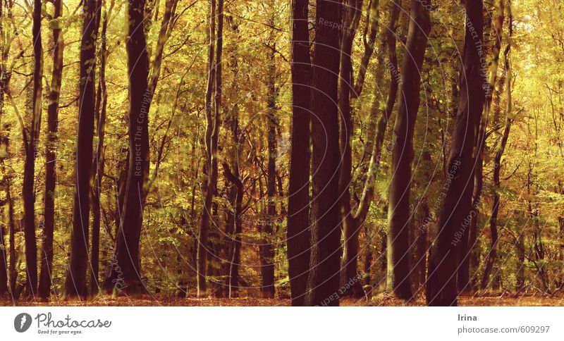 L´Autunno op.8 RV293 harmonisch Wohlgefühl Sinnesorgane Erholung Meditation wandern Landschaft Tier Herbst Baum Baumstamm Wald fantastisch Wärme braun gelb gold