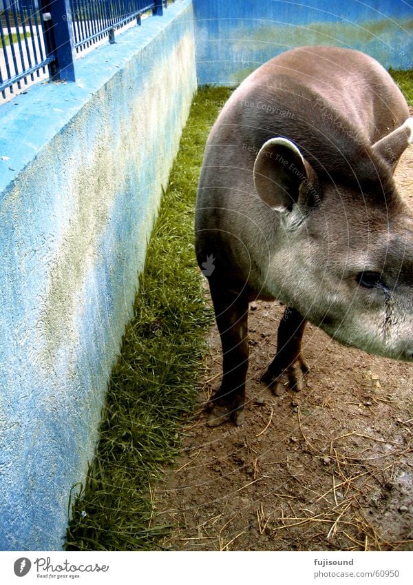 tapir Tapir Tier Zoo dreckig Trauer niedlich süß blau Traurigkeit