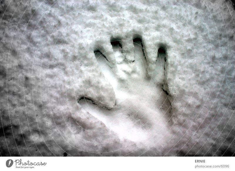 Winterimpression_II Hand kalt Finger Daumen Stil weiß Makroaufnahme Nahaufnahme Schnee Kontrast gedrückt Abdruck Fingerabdruck