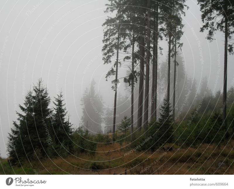 Nebelwald Natur Landschaft Herbst Wetter schlechtes Wetter Baum Sträucher Nadelbäume Wald Berge u. Gebirge Österreich Waldviertel Fußweg Traurigkeit wandern