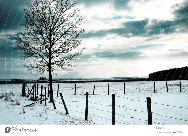 Winterimpression Baum Zaun Holz kalt Wolken Schnee bedecken Natur Landschaft Außenaufnahme