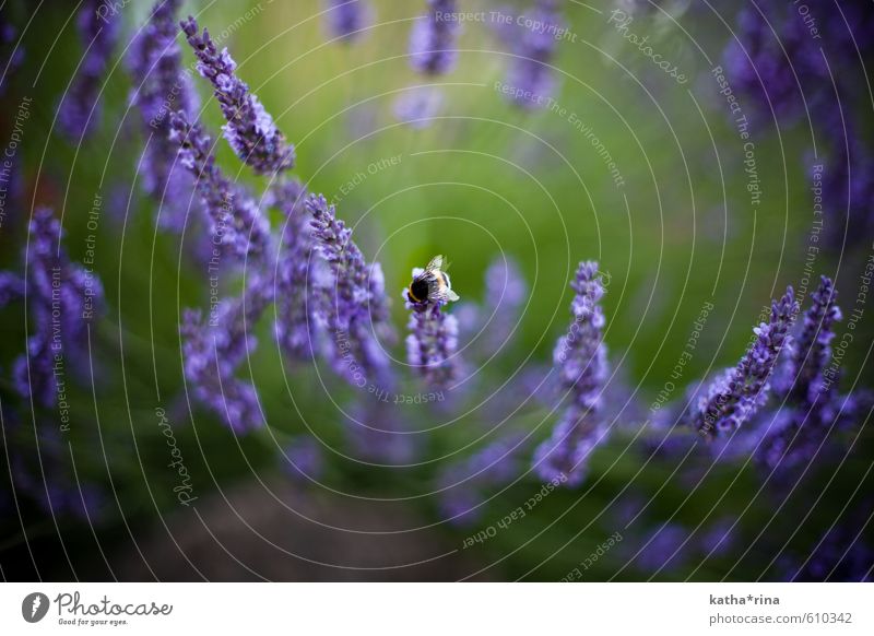 Fleißiges Hummelchen . Sommer Blüte Lavendel 1 Tier grün violett Lavendelduft Farbfoto mehrfarbig Detailaufnahme Makroaufnahme Menschenleer Textfreiraum rechts
