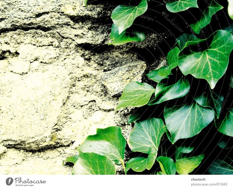 blattgeschmeichelt Blatt Efeu Kletterpflanzen Pflanze Stein grün Mauer Wand hart trocken weich geschmeidig kletter Klettern Felsen anbiedern sanft