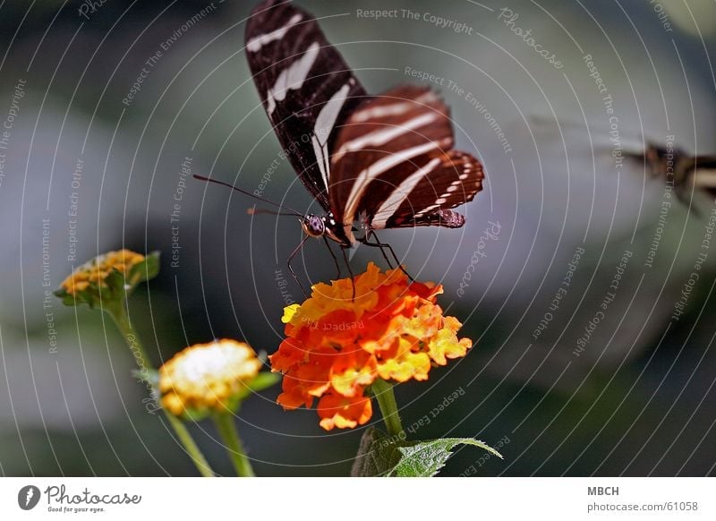 Nektar sammeln Schmetterling Tier Insekt Blume schwarz weiß grün Fühler Rüssel Blüte Muster Blatt Flügel orange Auge Beine Stengel facetenauge