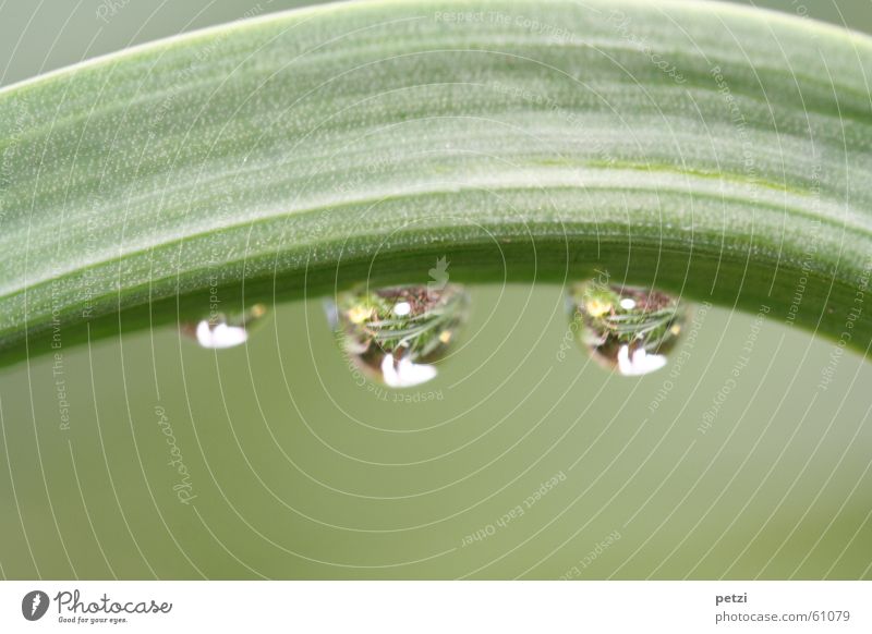 Tropfenspiegel Pflanze Wassertropfen Regen Blume Blatt groß klein grün gekrümmt 2 durchsichtig gerillt Glätte Farbfoto Außenaufnahme Makroaufnahme Menschenleer