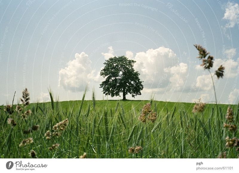 Alter schöner Baum in Münsing grün Hügel Wolken alter wunderschöner baum in münsing saftiges gras einzeln stehend Himmel
