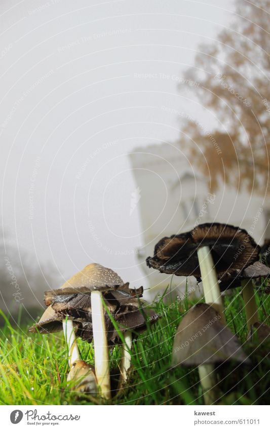 Pilze mit Regentropfen Natur Landschaft Wassertropfen Wolkenloser Himmel Herbst Pflanze Park Wiese bevölkert Menschenleer Burg oder Schloss gruselig historisch