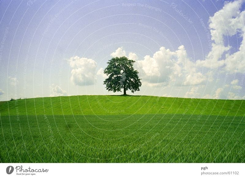 Alter wunderschöner Baum in Münsing grün Hügel Wolken alter wunderschöner baum in münsing saftiges gras einzeln stehend Himmel